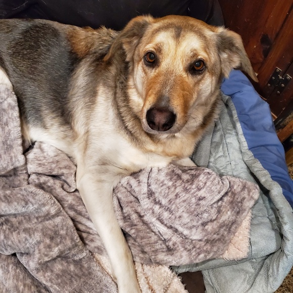 ! ❣️posh ambassador❣️ Jody - Picture 3 of 12